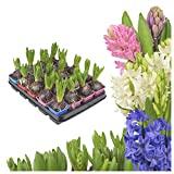 20 Stück Hyazinthen gemischt im 9cm Topf , Zwiebeln