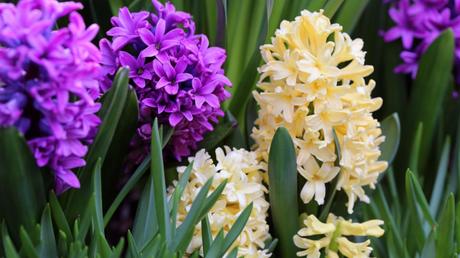 Hyazinthen Pflanzenpflege: Schneiden, düngen, gießen