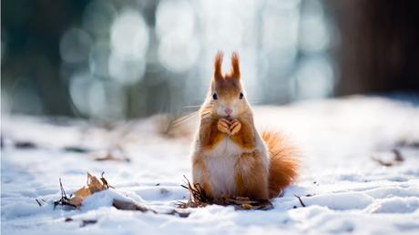 Eichhörnchen füttern im Winter: wie sie die Tiere zur kalten Jahreszeit unterstützen
