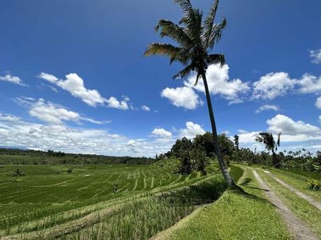 Jatiluwih Reis Terrassen zu den Tegallalang Terrassen bei Ubud?