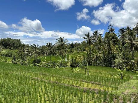 Jatiluwih Reis Terrassen zu den Tegallalang Terrassen bei Ubud?