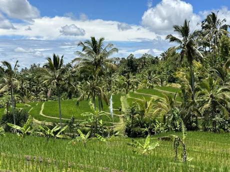 Jatiluwih Reis Terrassen zu den Tegallalang Terrassen bei Ubud?