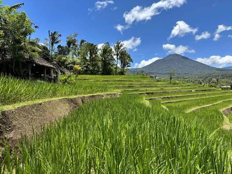 Jatiluwih Reis Terrassen zu den Tegallalang Terrassen bei Ubud?