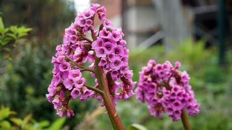 20 Frühblüher im Garten: Ausführliche Pflanzenübersicht