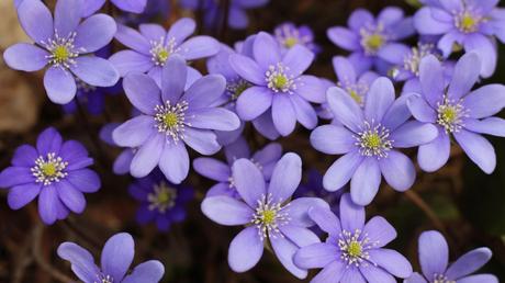 20 Frühblüher im Garten Ausführliche Pflanzenübersicht