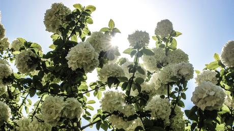 20 Frühblüher im Garten: Ausführliche Pflanzenübersicht