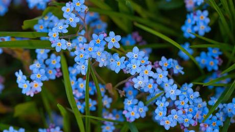 20 Frühblüher im Garten: Ausführliche Pflanzenübersicht