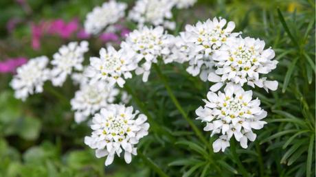 20 Frühblüher im Garten: Ausführliche Pflanzenübersicht