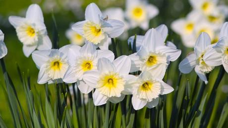 20 Frühblüher im Garten: Ausführliche Pflanzenübersicht