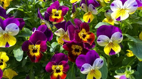 20 Frühblüher im Garten: Ausführliche Pflanzenübersicht