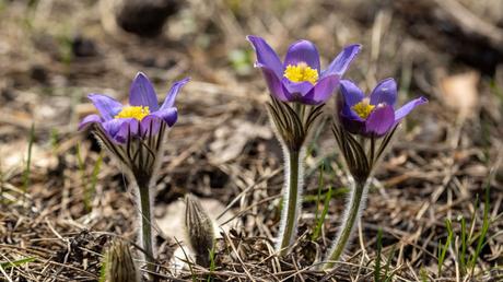 20 Frühblüher im Garten: Ausführliche Pflanzenübersicht