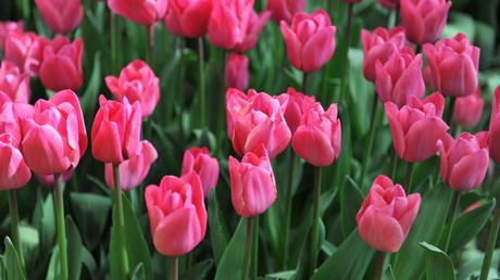 20 Frühblüher im Garten: Ausführliche Pflanzenübersicht