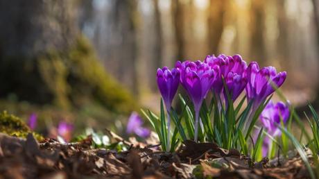 20 Frühblüher im Garten: Ausführliche Pflanzenübersicht