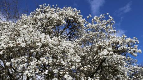 20 Frühblüher im Garten: Ausführliche Pflanzenübersicht