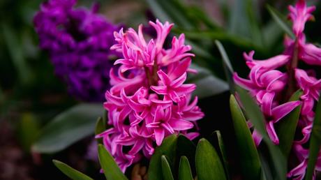 20 Frühblüher im Garten: Ausführliche Pflanzenübersicht