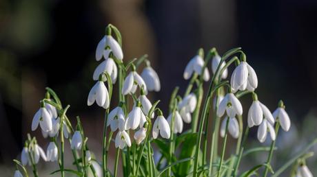 20 Frühblüher im Garten Ausführliche Pflanzenübersicht