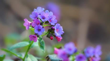 20 Frühblüher im Garten Ausführliche Pflanzenübersicht