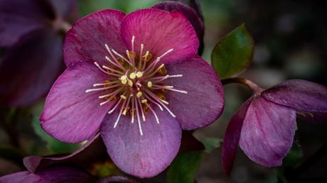 20 Frühblüher im Garten: Ausführliche Pflanzenübersicht