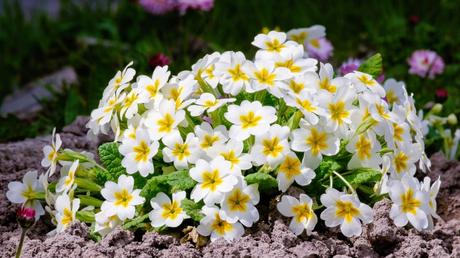 20 Frühblüher im Garten: Ausführliche Pflanzenübersicht