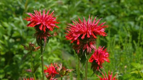 10 hohe Stauden: für eine vielseitige Gestaltung des Gartens