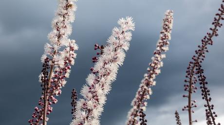 10 hohe Stauden: für eine vielseitige Gestaltung des Gartens
