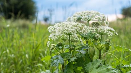 10 hohe Stauden: für eine vielseitige Gestaltung des Gartens