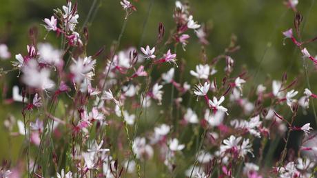 10 hohe Stauden: für eine vielseitige Gestaltung des Gartens