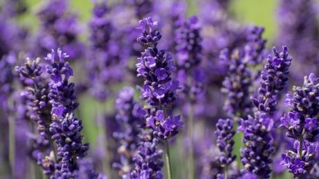 10 hohe Stauden: für eine vielseitige Gestaltung des Gartens