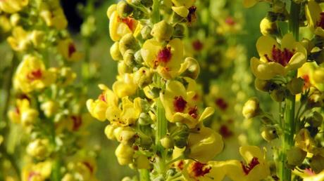 10 hohe Stauden: für eine vielseitige Gestaltung des Gartens