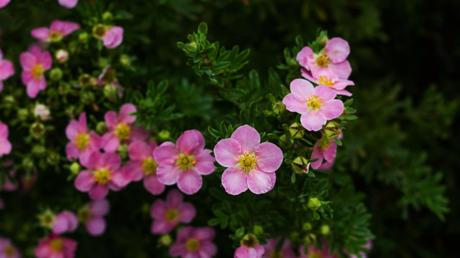 10 hohe Stauden: für eine vielseitige Gestaltung des Gartens