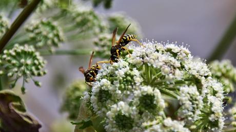 10 hohe Stauden: für eine vielseitige Gestaltung des Gartens