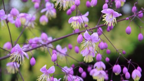 10 hohe Stauden: für eine vielseitige Gestaltung des Gartens