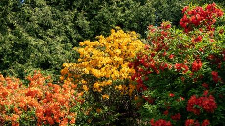 Sträucher schneiden: Zeitpunkt und Schnitt – Schritt für Schritt