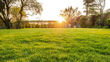 Rasenschnitt liegen lassen: Wann ist es sinnvoll?