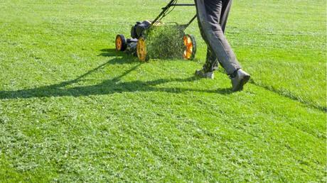 Rasenschnitt liegen lassen: Wann ist es sinnvoll?