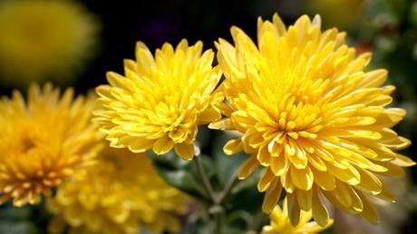 12 gelbe Blumen für strahlende Gartenträume