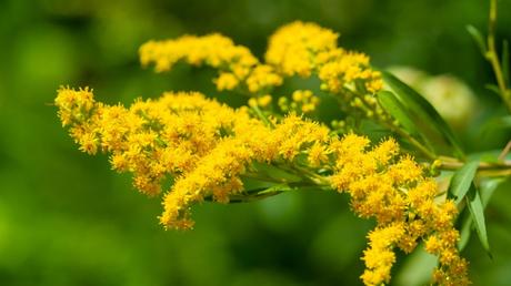 12 gelbe Blumen für strahlende Gartenträume