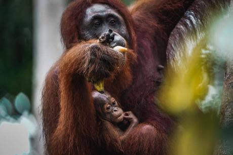 Wilde Orang Utan auf Borneo – Hausboot Tour auf dem Sekonyer River