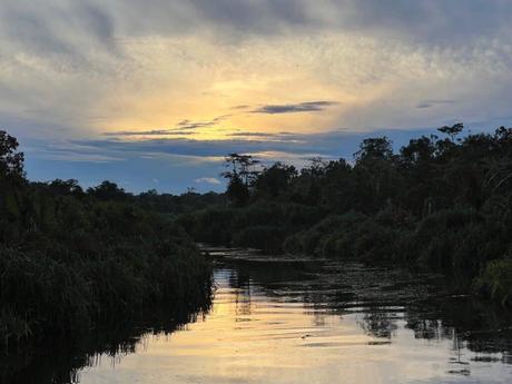 Wilde Orang Utan auf Borneo – Hausboot Tour auf dem Sekonyer River