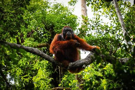 Wilde Orang Utan auf Borneo – Hausboot Tour auf dem Sekonyer River