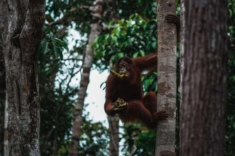 Wilde Orang Utan auf Borneo – Hausboot Tour auf dem Sekonyer River