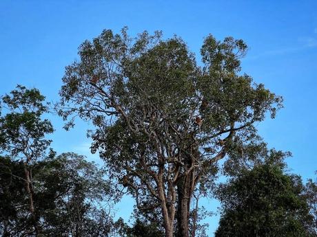 Wilde Orang Utan auf Borneo – Hausboot Tour auf dem Sekonyer River