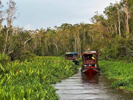 Wilde Orang Utan auf Borneo – Hausboot Tour auf dem Sekonyer River