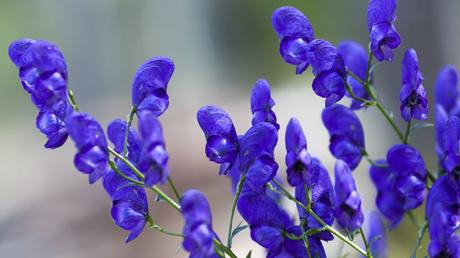 12 blaue Blumen für eine romantische Gartengestaltung