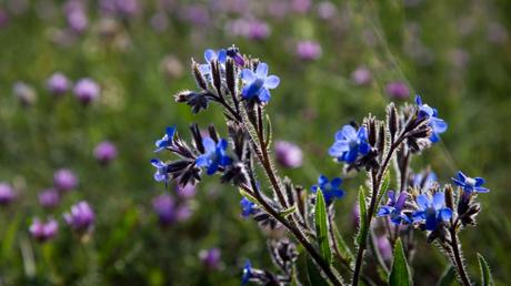 12 blaue Blumen für eine romantische Gartengestaltung