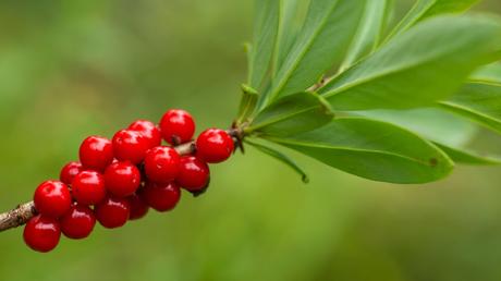 Von lecker bis giftig – ein Überblick über rote Beeren