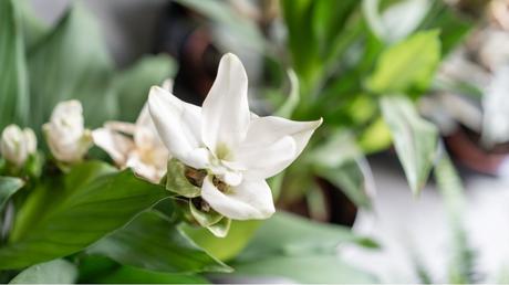 Exotisches Flair – die Curcuma-Pflanze in der Wohnung kultivieren