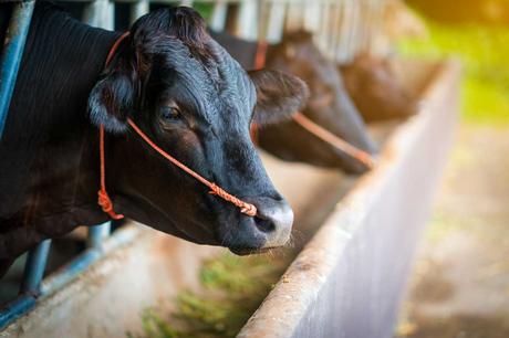 Die besten Steakhäuser in Kobe und das Kobe Steak