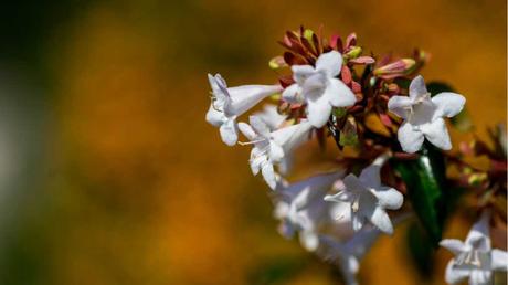 Die lange Blüte der Abelie: von Juli bis September erblüht sie in Weiß und Rosa.