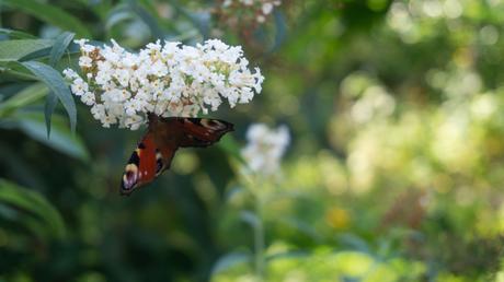 Die lange Blüte des Schmetterlingsstrauchs: Nicht nur bei Hobbygärtnern sehr beliebt.